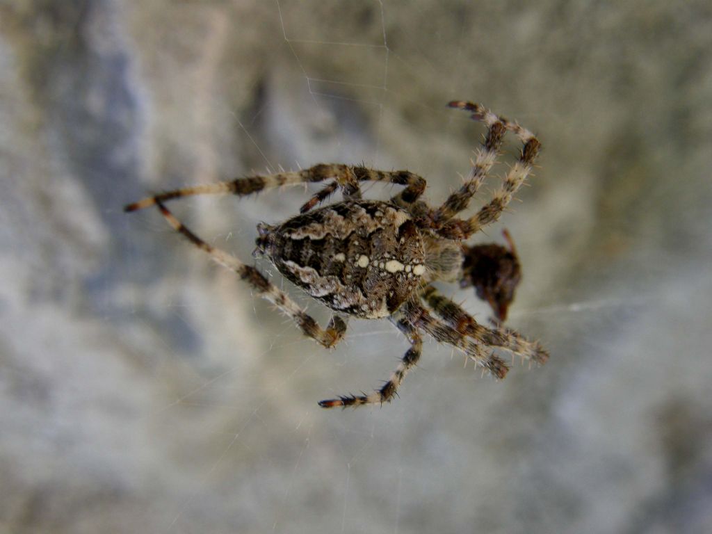Araneus diadematus