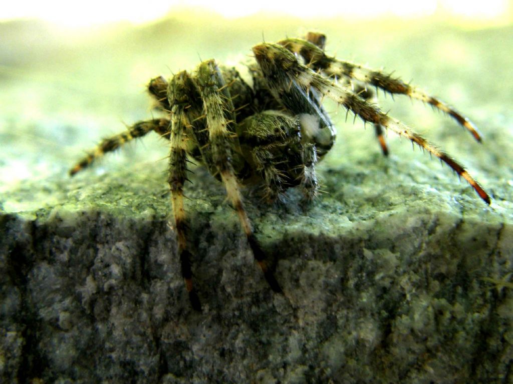 Araneus diadematus