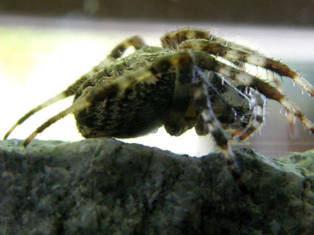 Araneus diadematus