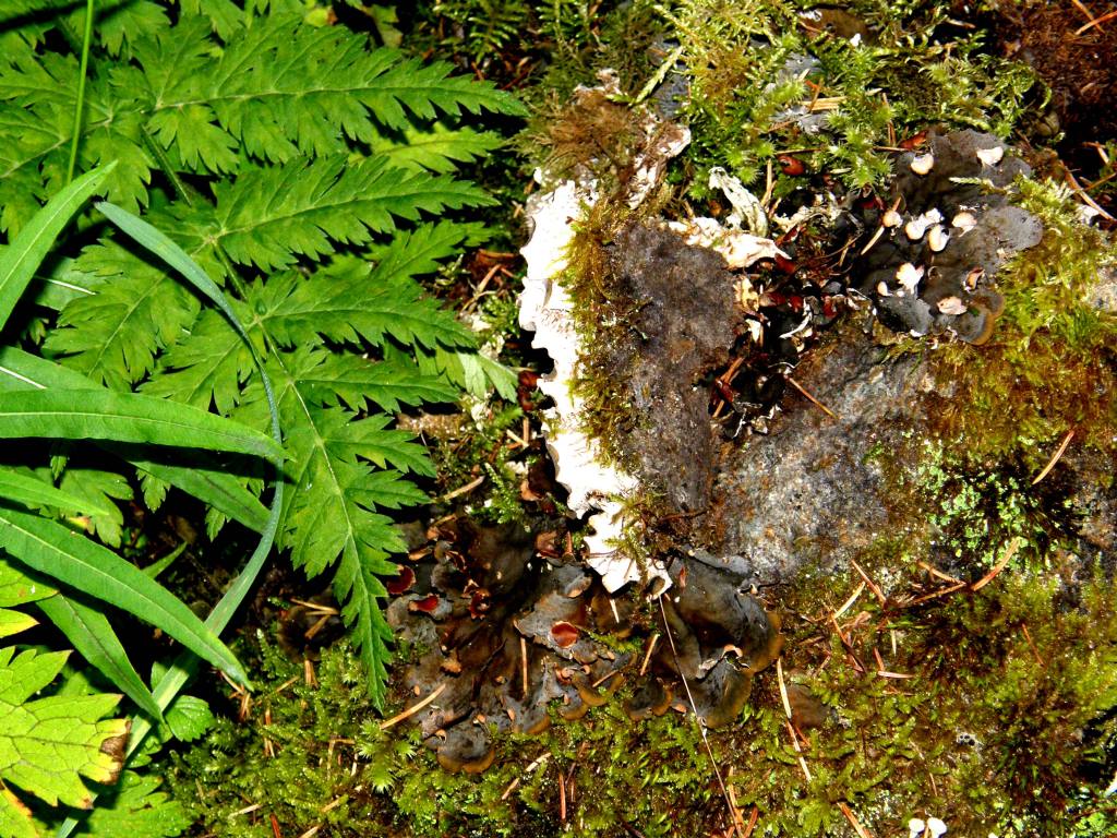 Peltigera membranacea?
