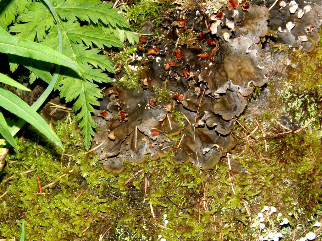 Peltigera membranacea?