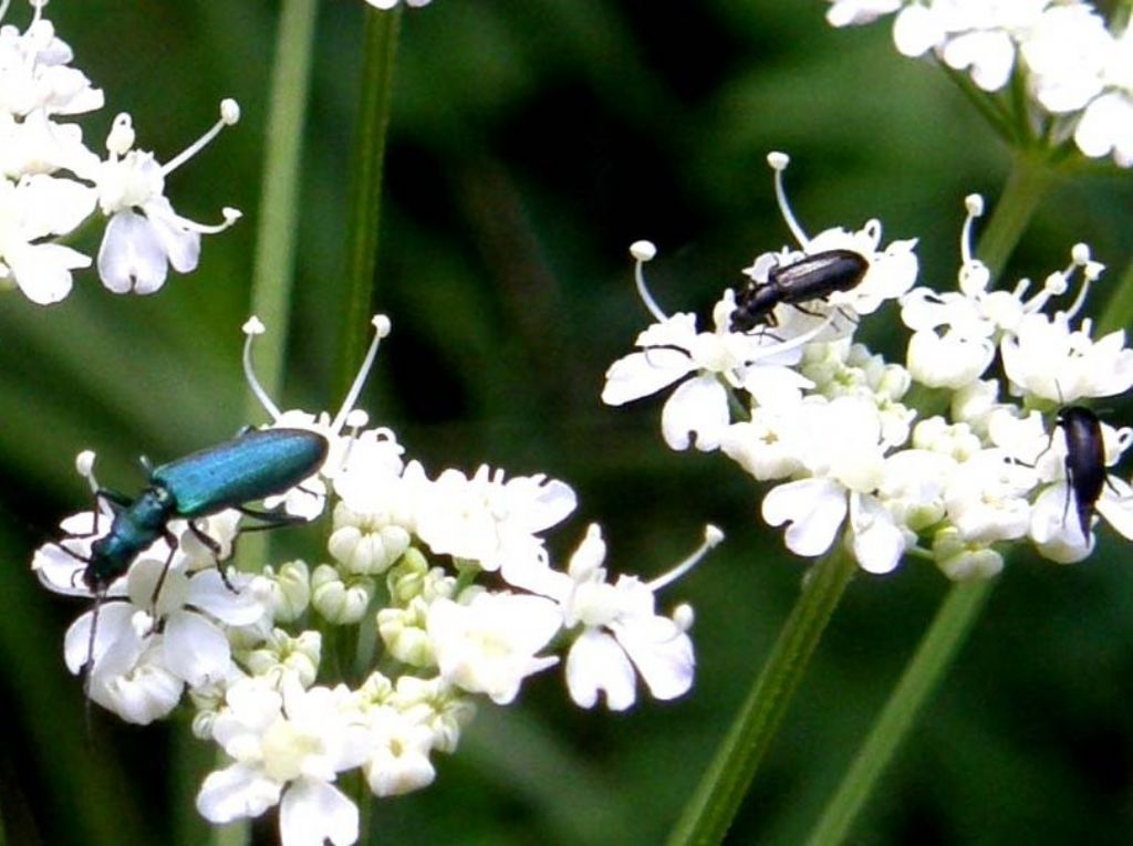 Ischnomera sp. (caerulea o cyanea) - Oedemeridae