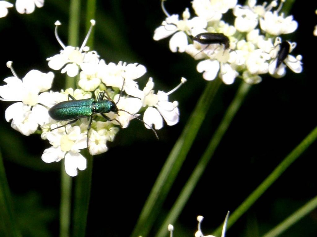 Ischnomera sp. (caerulea o cyanea) - Oedemeridae