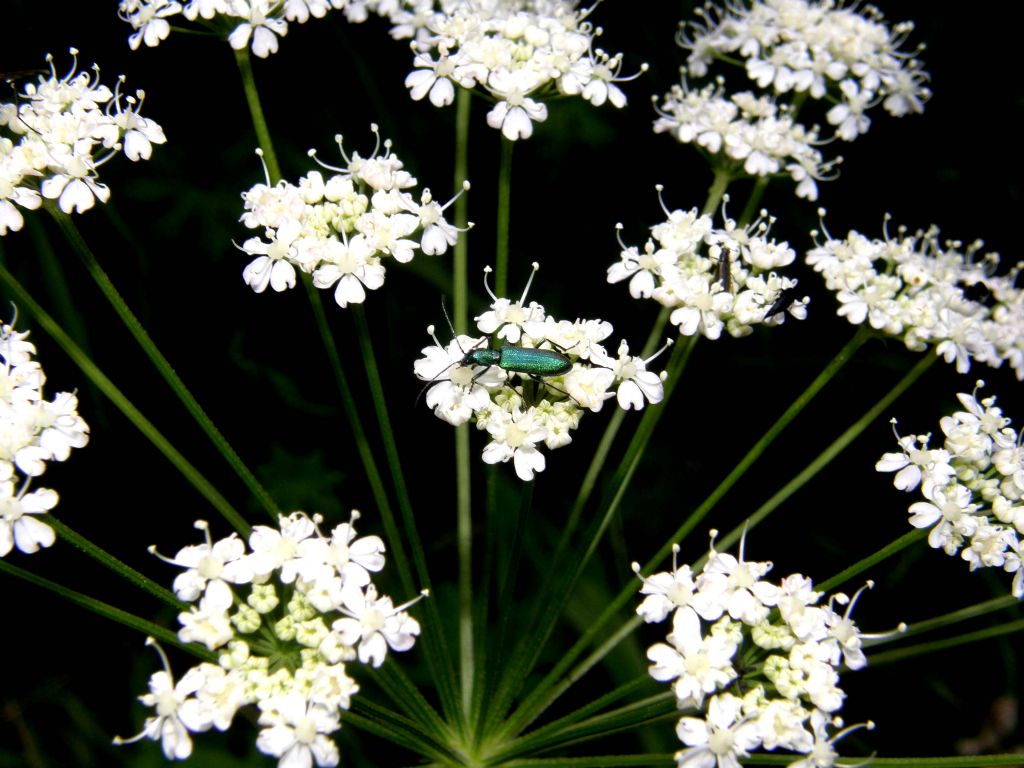 Ischnomera sp. (caerulea o cyanea) - Oedemeridae