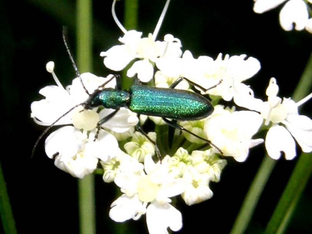 Ischnomera sp. (caerulea o cyanea) - Oedemeridae