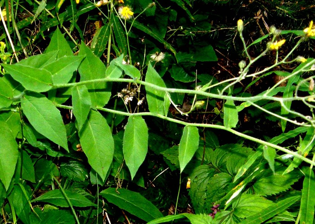 Hieracium sp. (Asteraceae)