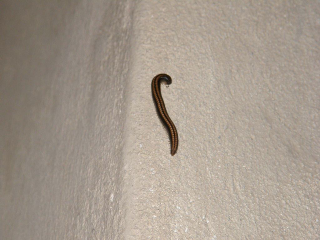 Ommatoiulus sabulosus (Diplopoda Julidae)