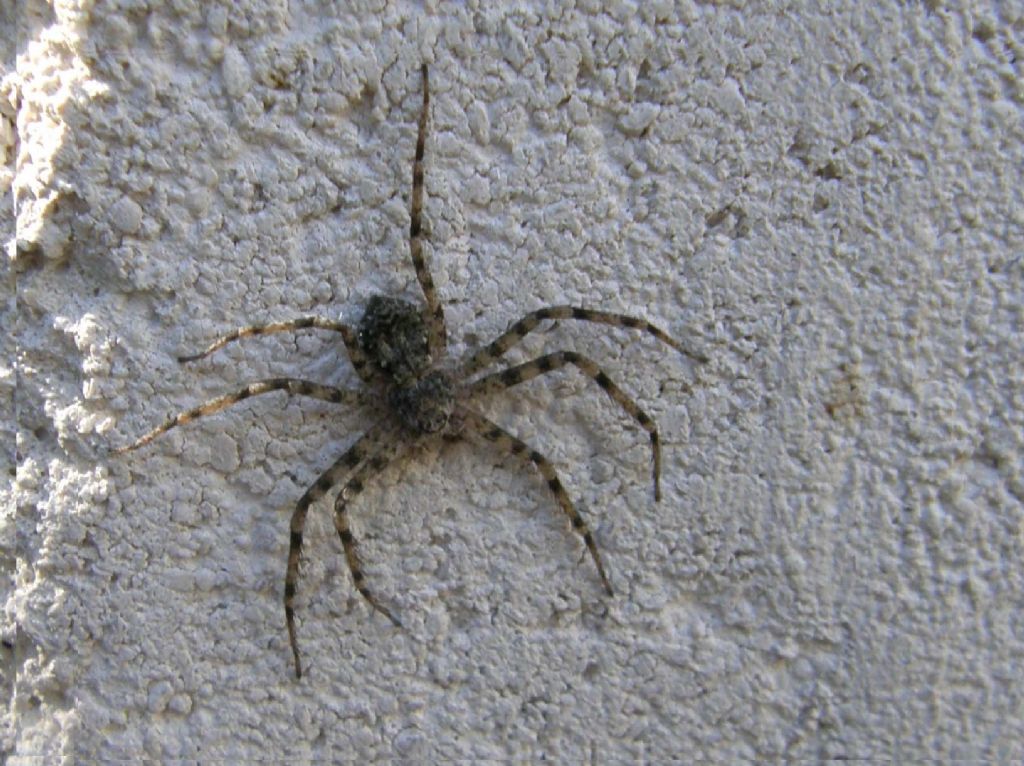 Philodromus sp. (P. margaritatus o P. emarginatus)