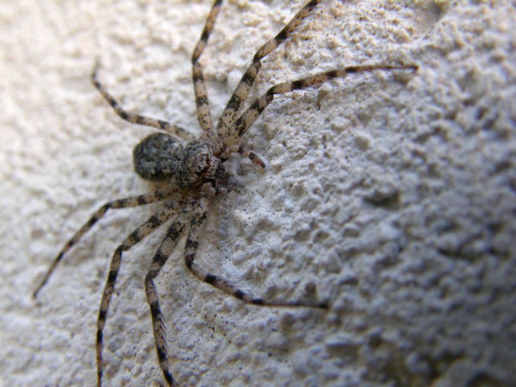 Philodromus sp. (P. margaritatus o P. emarginatus)