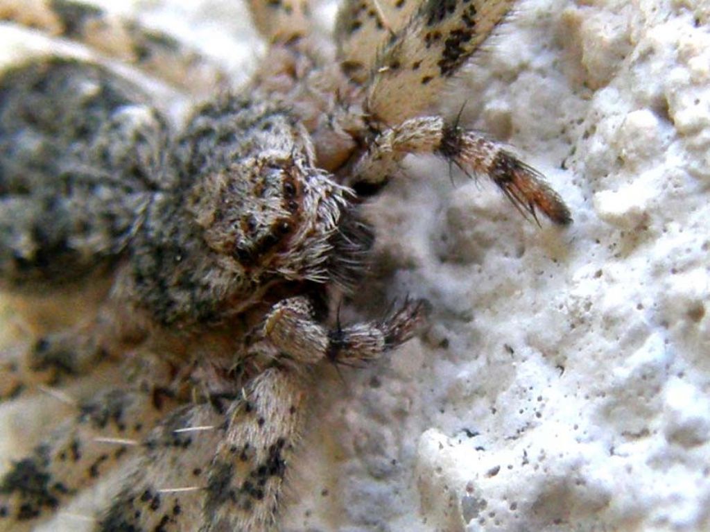 Philodromus sp. (P. margaritatus o P. emarginatus)