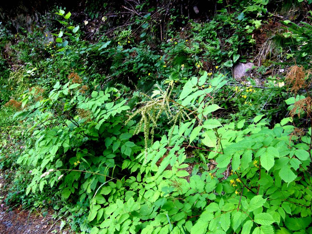 Aruncus dioicus / Barba di capra