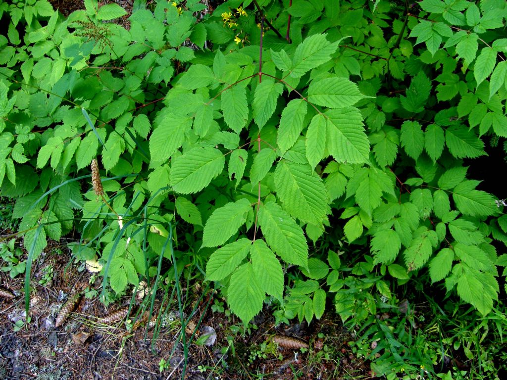 Aruncus dioicus / Barba di capra