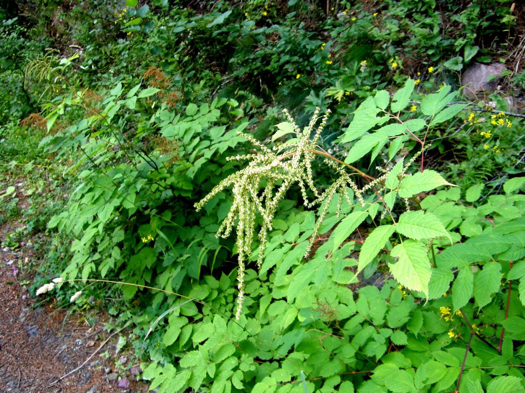 Aruncus dioicus / Barba di capra