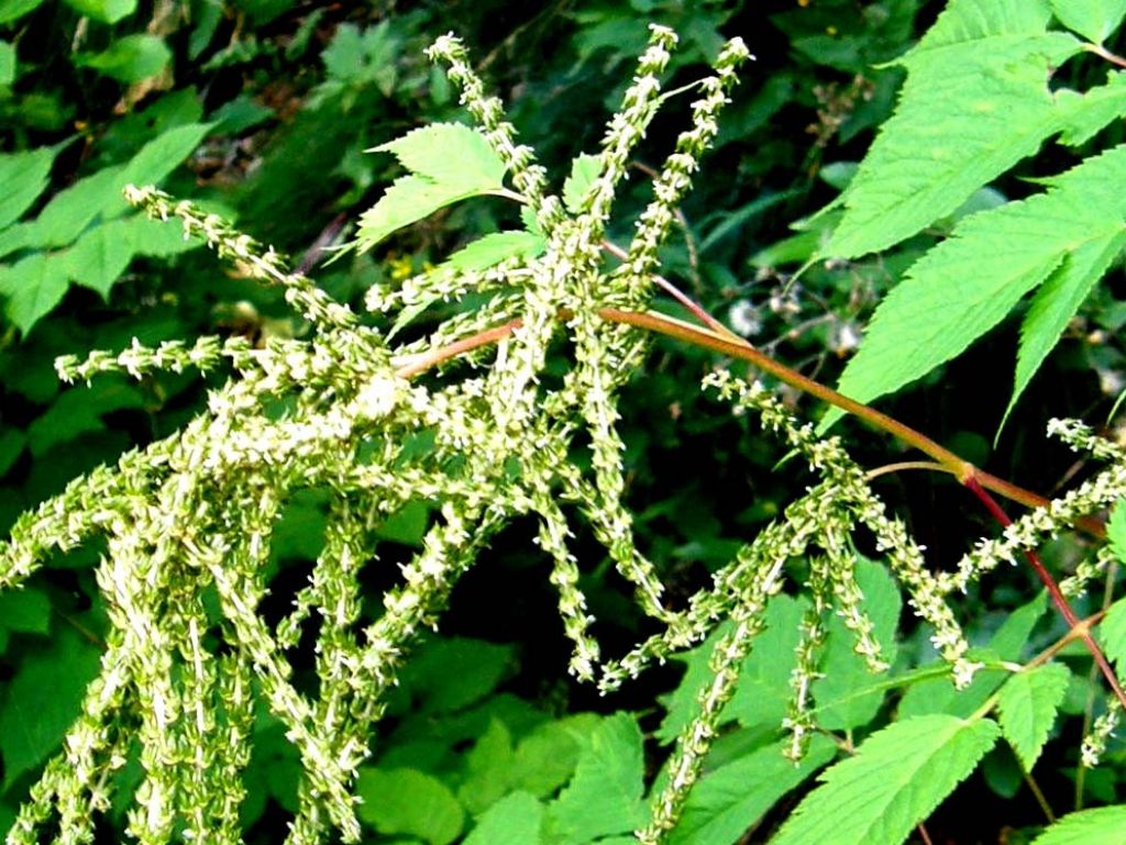 Aruncus dioicus / Barba di capra