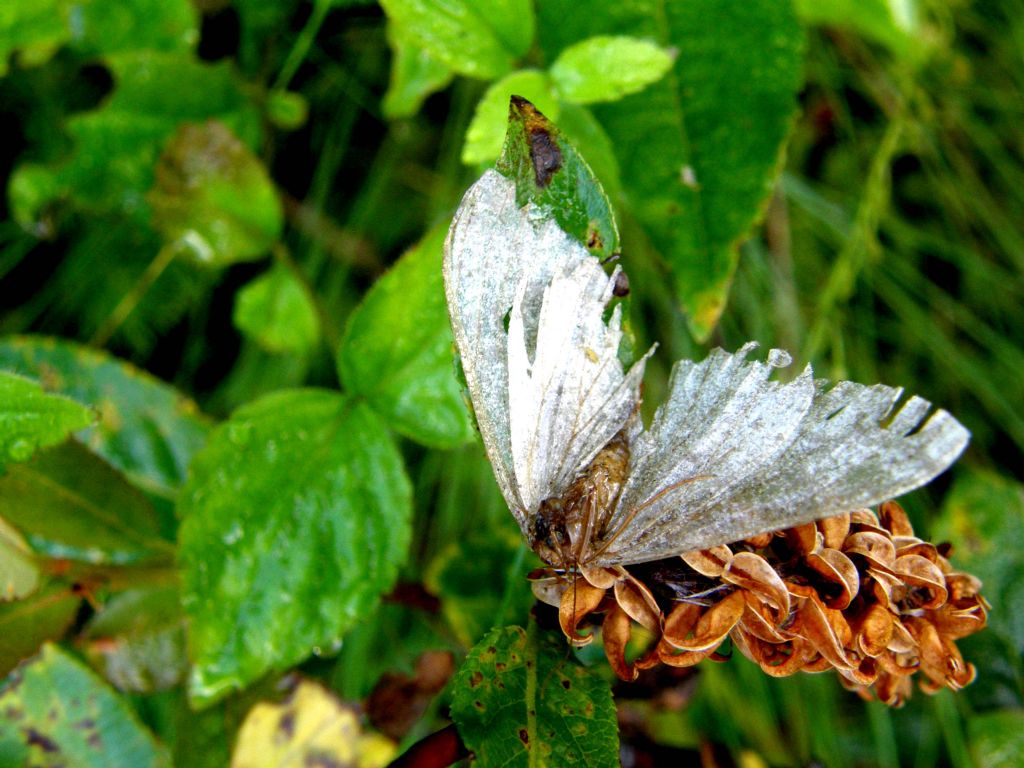 Farfalla molto malridotta