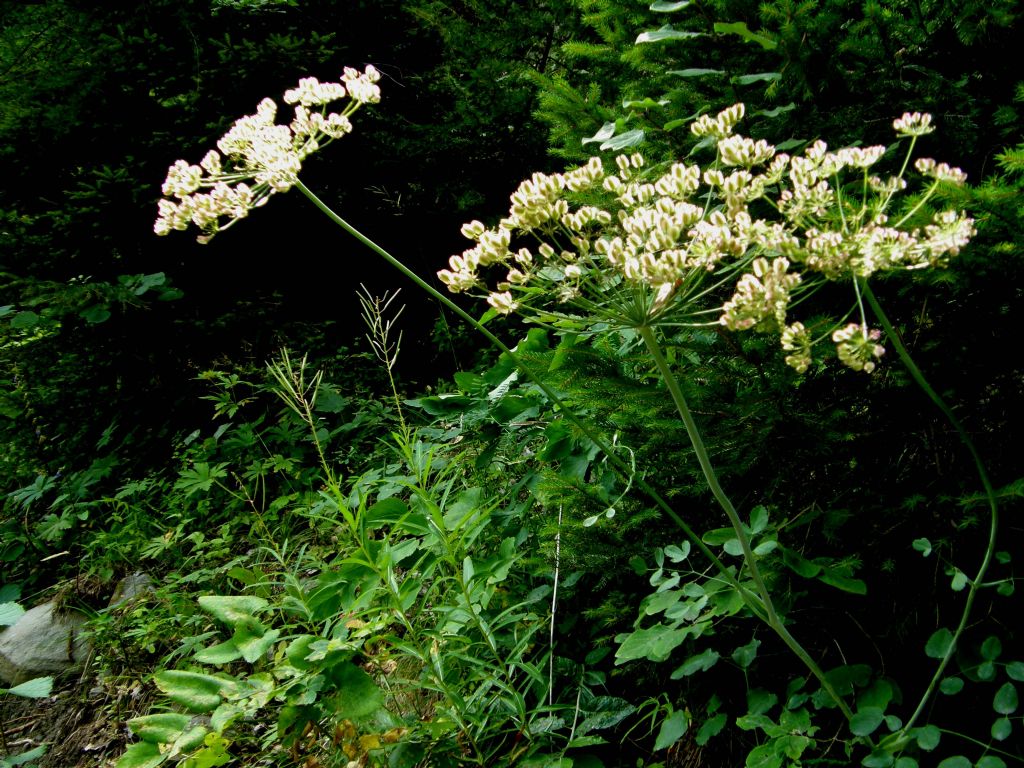 Laserpitium cfr.  latifolium (Apiaceae)