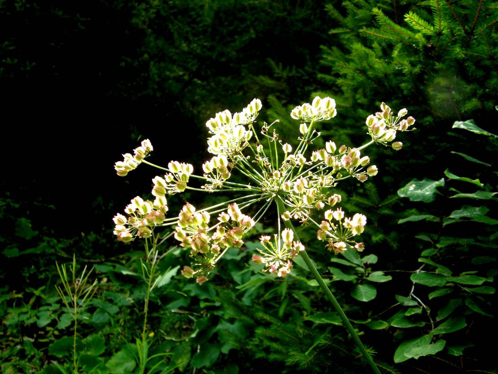 Laserpitium cfr.  latifolium (Apiaceae)