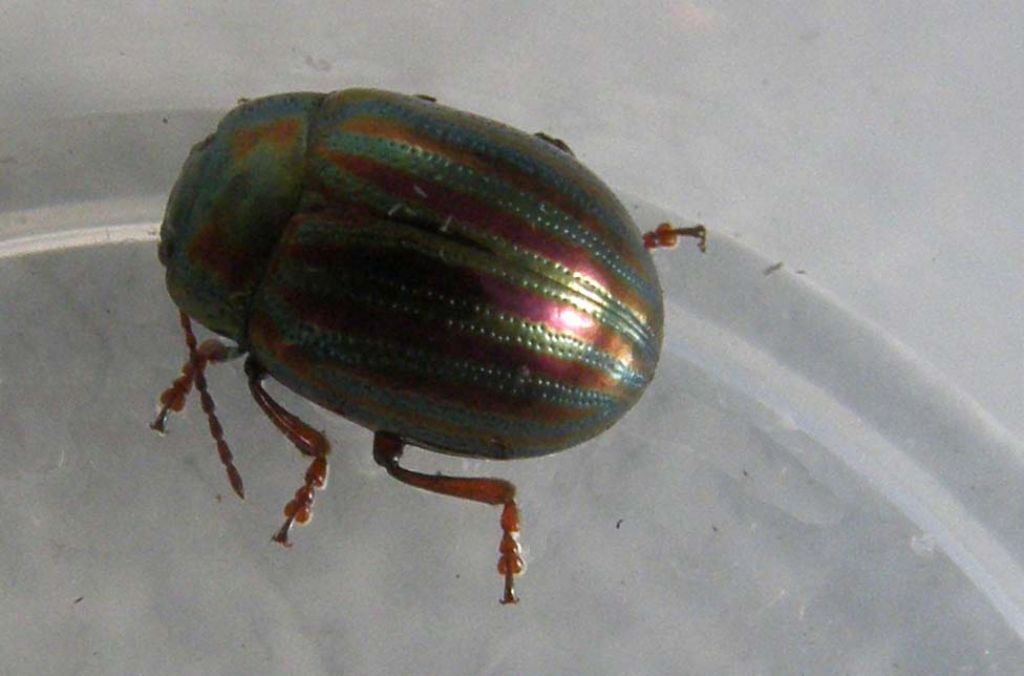 Chrysomelidae da identificare - Chrysolina americana
