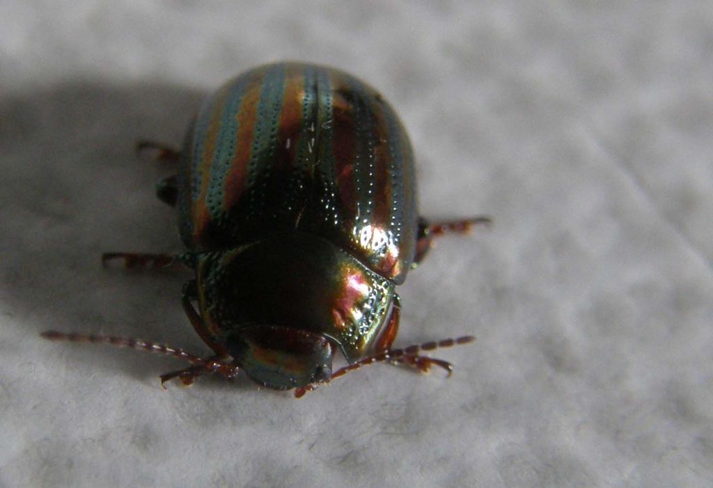 Chrysomelidae da identificare - Chrysolina americana