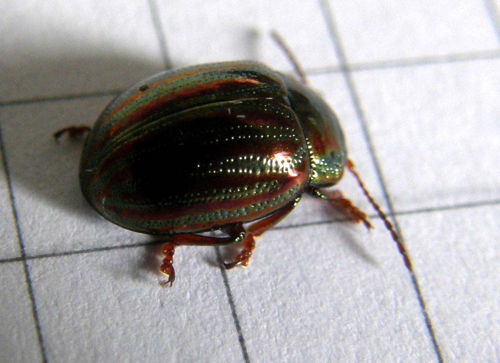 Chrysomelidae da identificare - Chrysolina americana