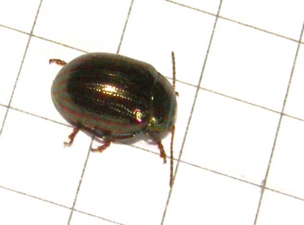 Chrysomelidae da identificare - Chrysolina americana