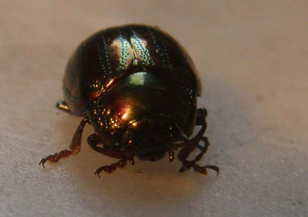 Chrysomelidae da identificare - Chrysolina americana