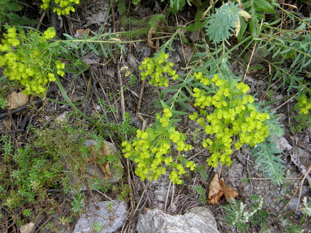 Euphorbia cfr. cyparissias (Euphorbiaceae)