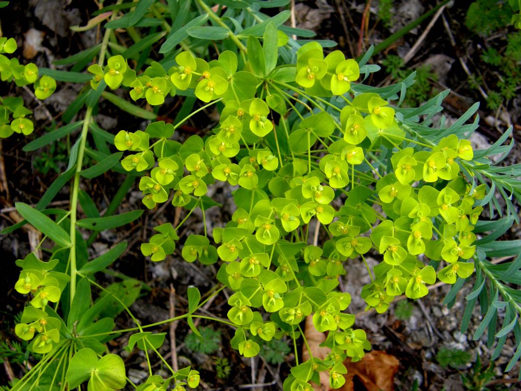 Euphorbia cfr. cyparissias (Euphorbiaceae)