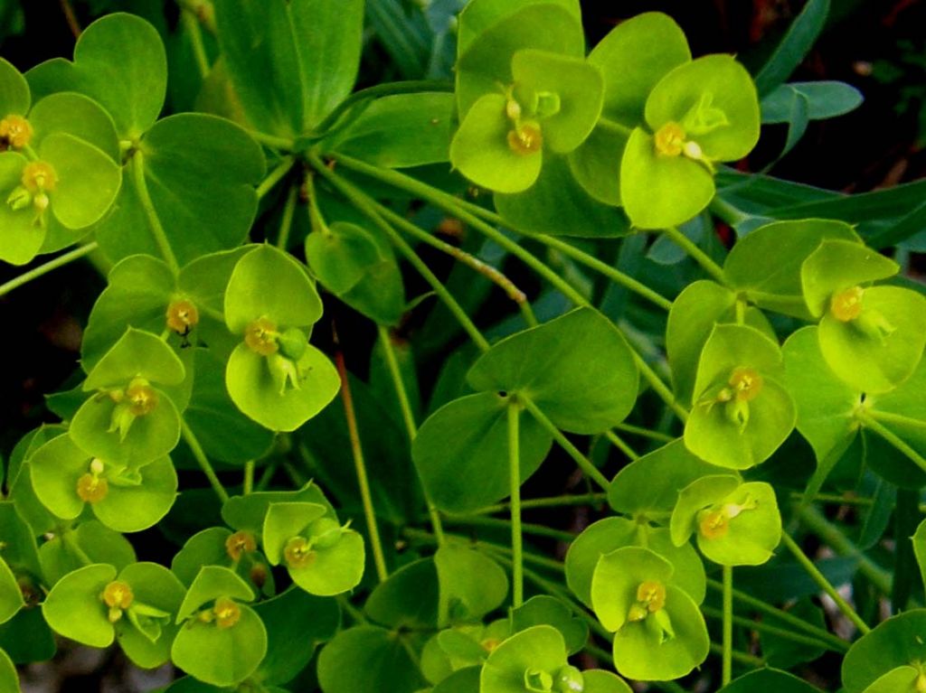 Euphorbia cfr. cyparissias (Euphorbiaceae)