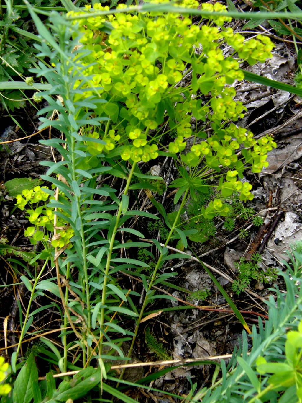 Euphorbia cfr. cyparissias (Euphorbiaceae)