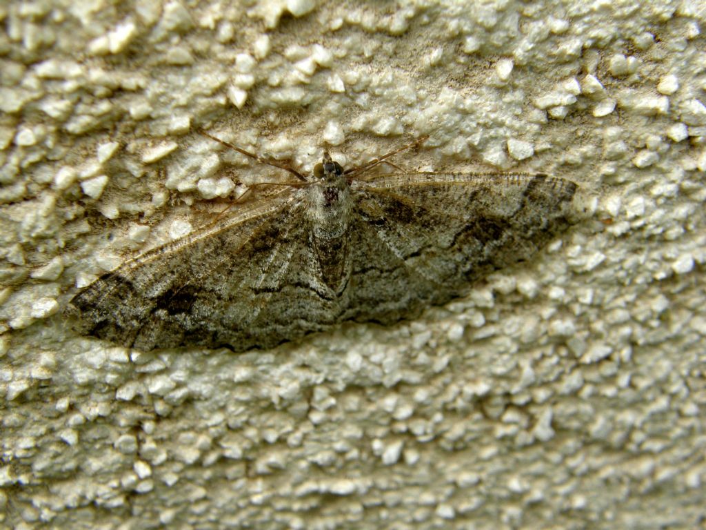 Paradarisa consonaria (Geometridae)