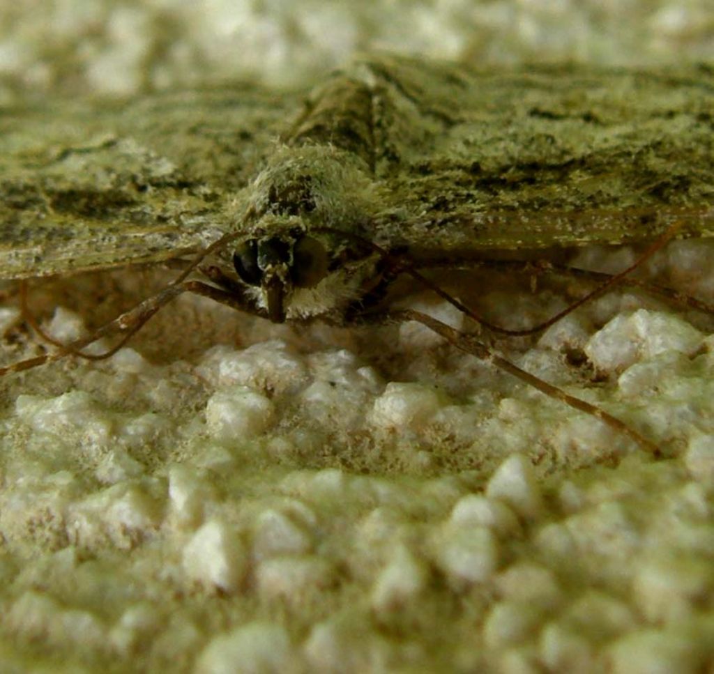 Paradarisa consonaria (Geometridae)