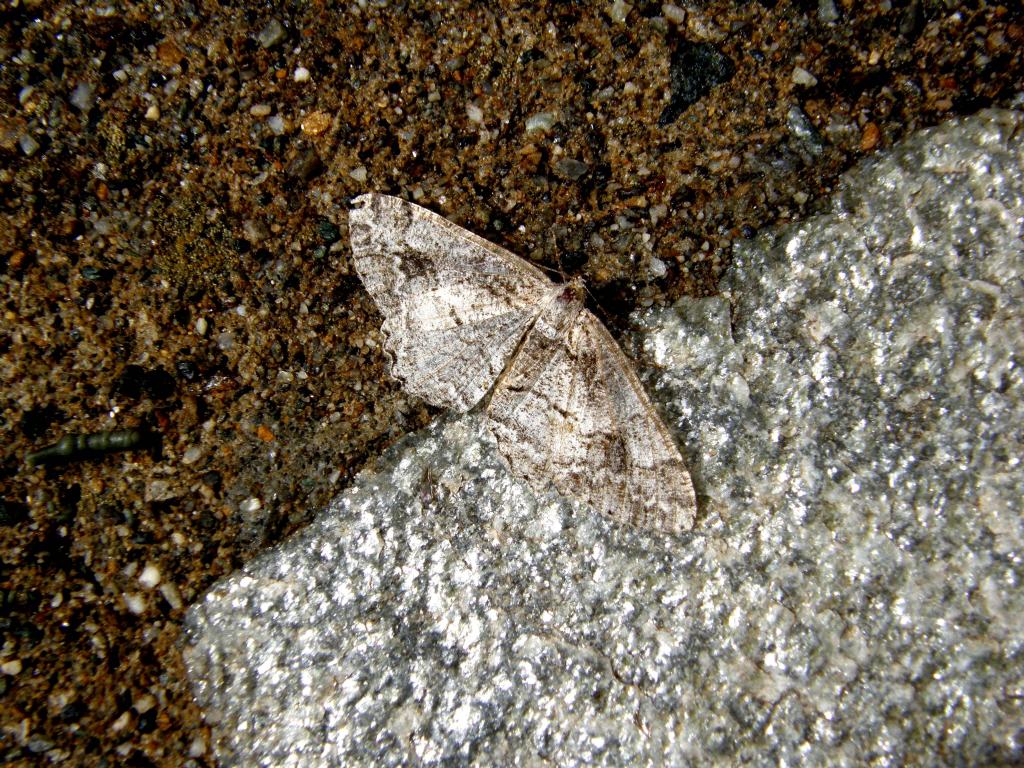 Paradarisa consonaria (Geometridae)