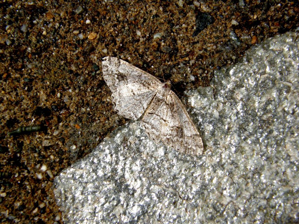 Paradarisa consonaria (Geometridae)