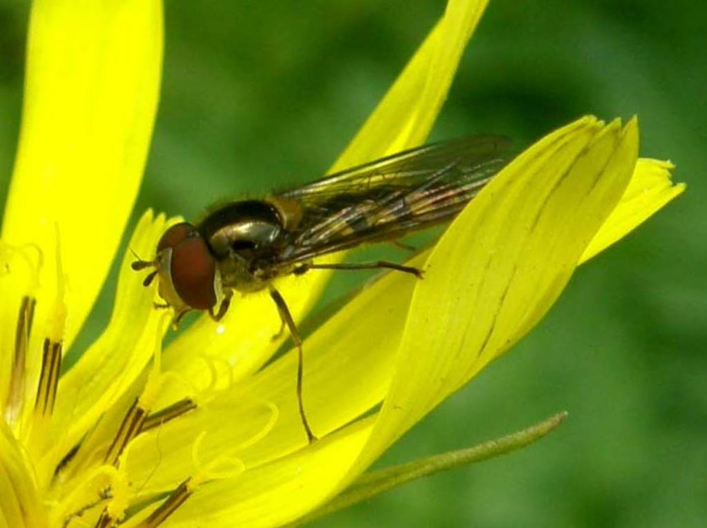 Syrphidae: Maschio di Meliscaeva auricollis