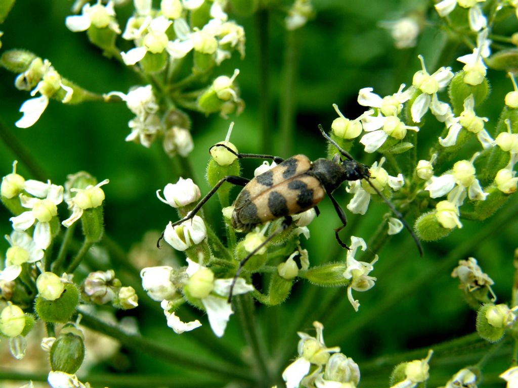 Cerambycidae da identificare - Pachytodes cerambyciformis