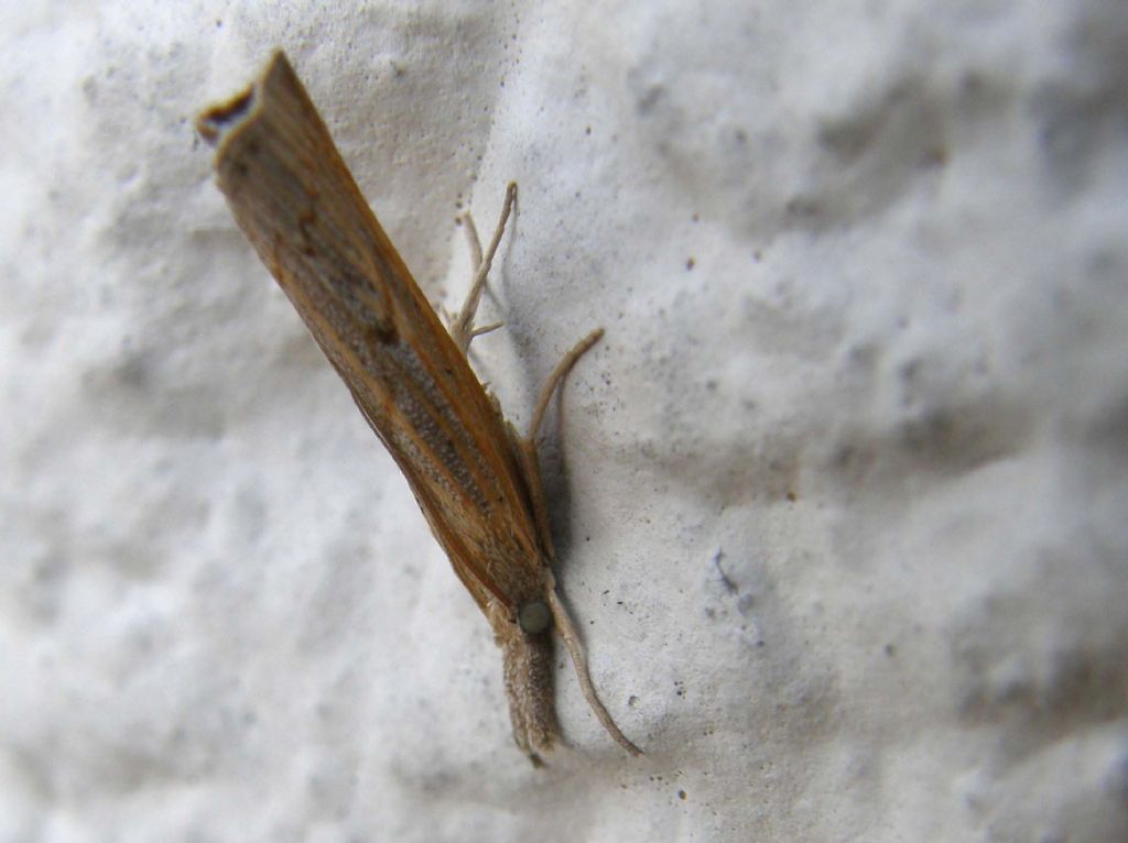 Crambidae:  cfr. Pediasia contaminella