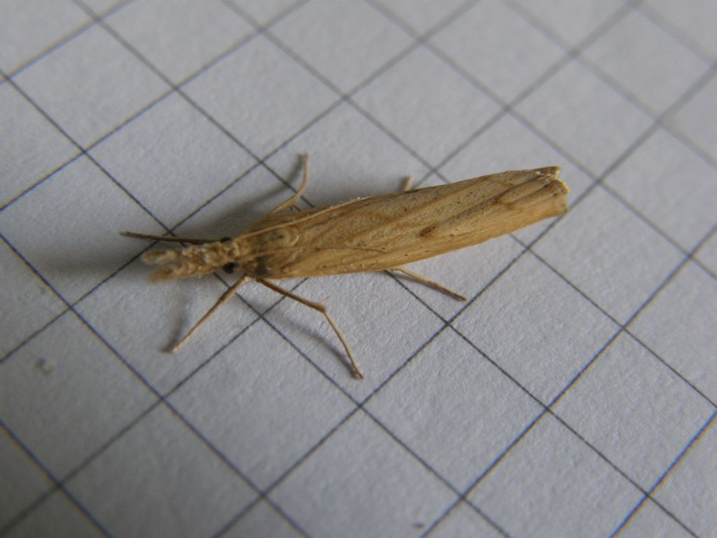 Crambidae:  cfr. Pediasia contaminella