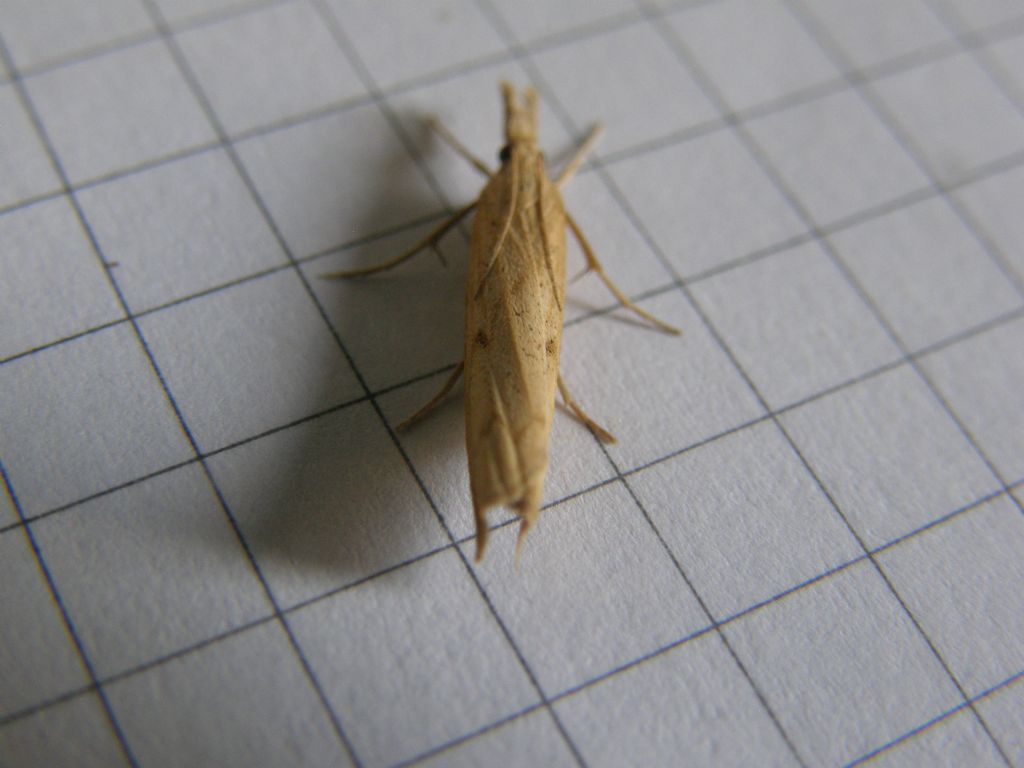 Crambidae:  cfr. Pediasia contaminella