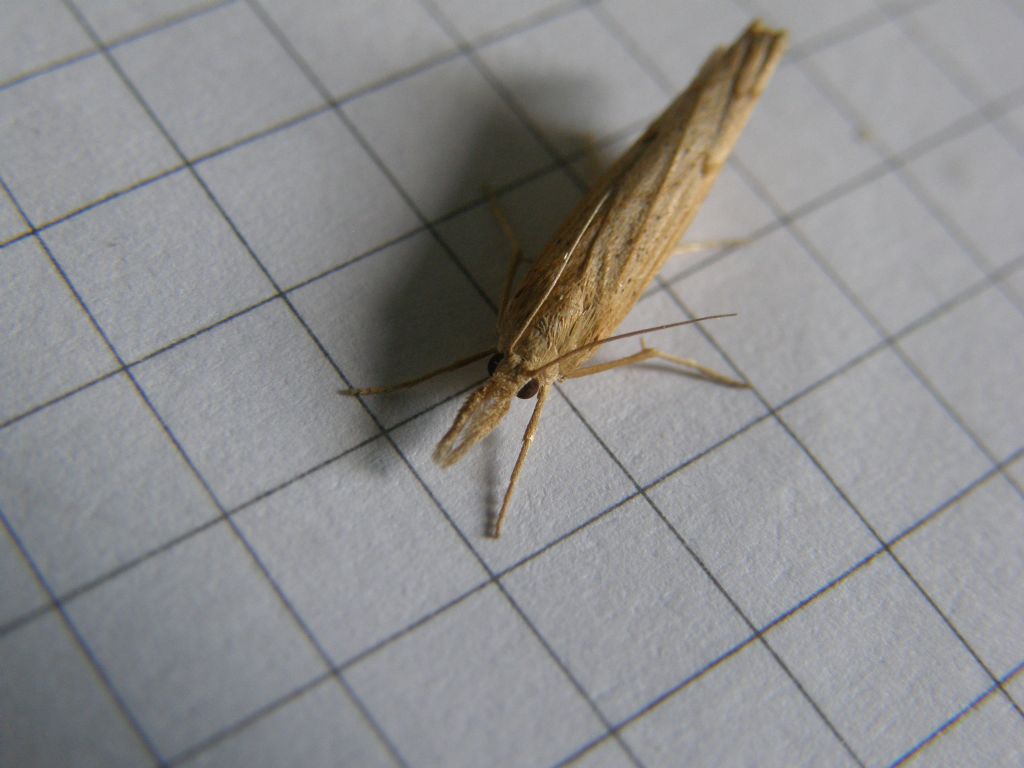 Crambidae:  cfr. Pediasia contaminella