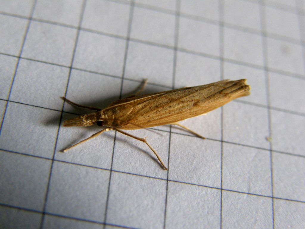 Crambidae:  cfr. Pediasia contaminella