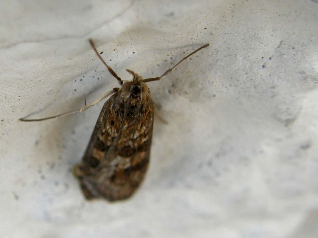 Nomophila noctuella, Crambidae