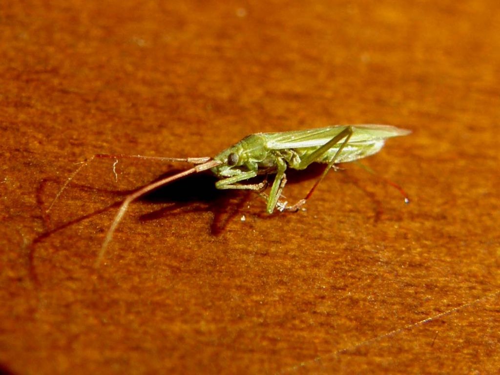 Miridae: Trigonotylus sp.