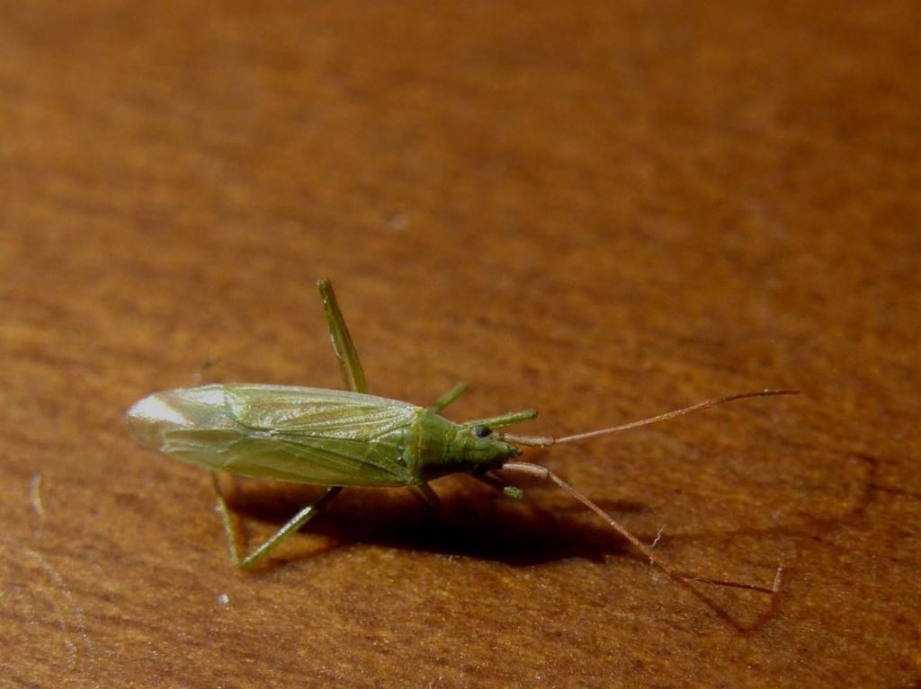 Miridae: Trigonotylus sp.