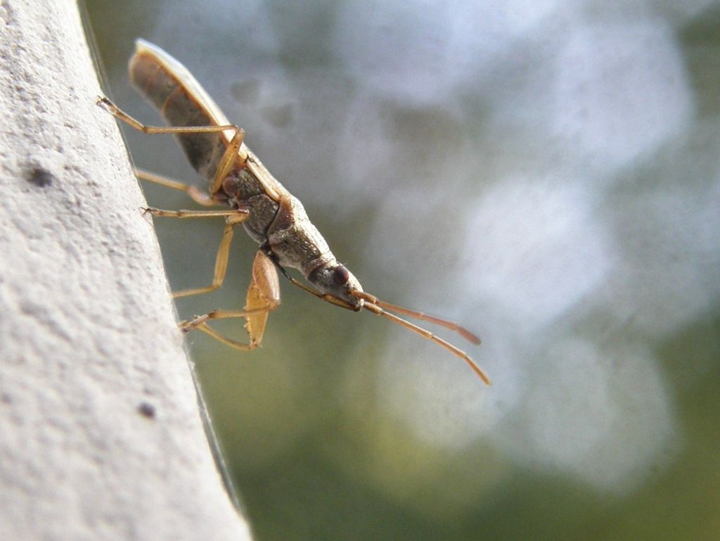 Lygaeidae: Paromius gracilis della Lombardia