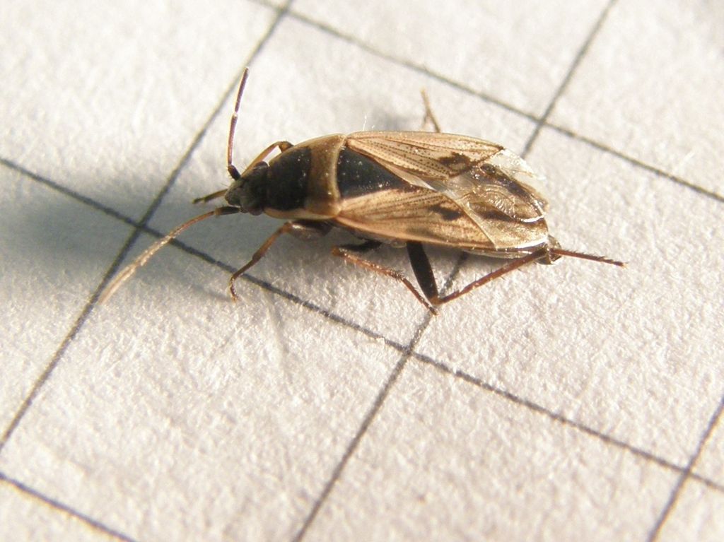 Xanthochilus quadratus da Segrate (MI)