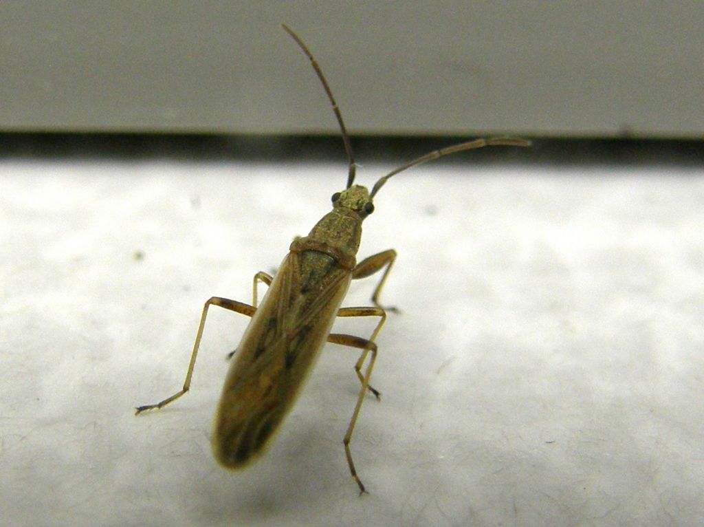 Lygaeidae: Paromius gracilis della Lombardia