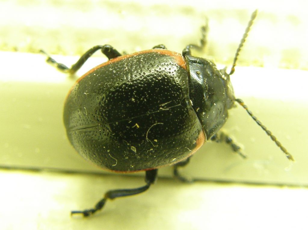 Chrysolina rossia