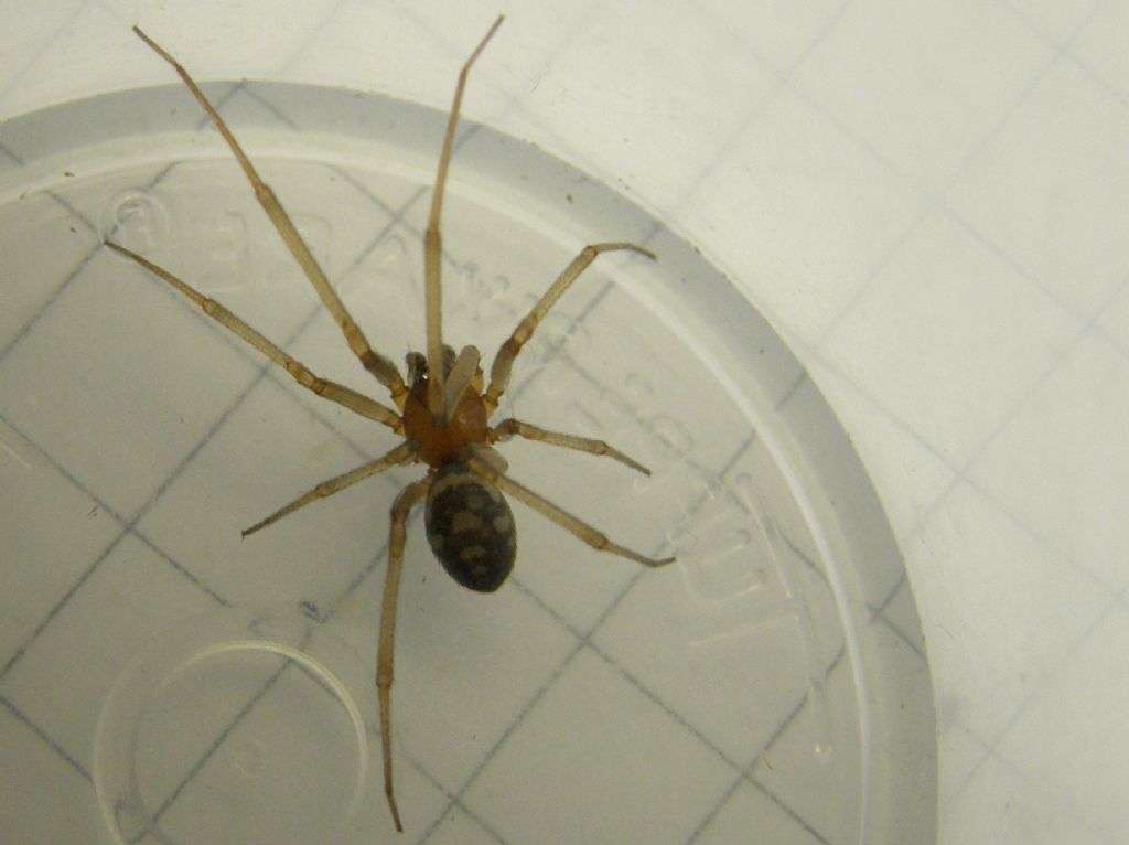 Steatoda grossa - MIlano