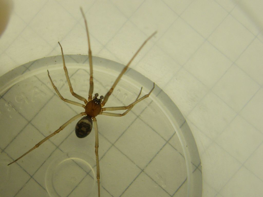 Steatoda grossa - MIlano